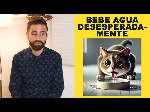 ¿Por qué mi gato bebe agua desesperadamente?