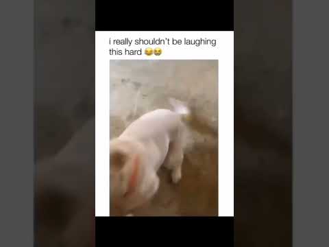 Who would tell the dog?? #puppies #dogs #funny