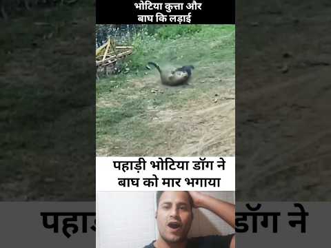 Bhotia dog ke power dekh lo tiger se fight #shorts #uttarakhand #doglover
