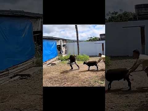 Funny animals videos #funny #animals #shorts #video