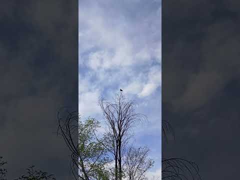 bird #cloudfairy  #fairyliberationfront #lakewoodlongboardingclub #llcllc 4-6-26 5:40 pm