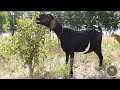 Screaming Goat Farm Snippet (Beauty)