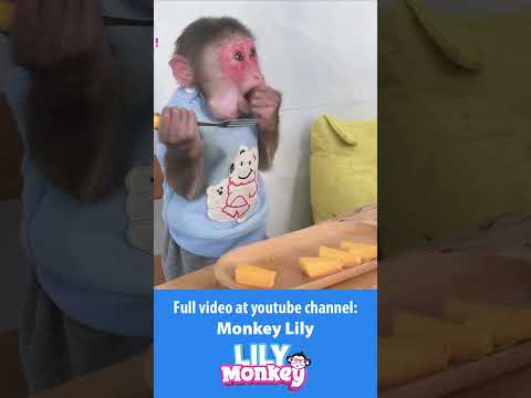 Lily finds papaya and she needs dad's help P3 #shorts #short #monkey