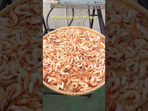 Bikin Ebi (Udang Kering) Sendiri #shorts #ebi #udangkering #tips