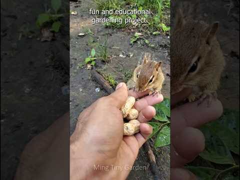 Peanut Planting Tips in a Small Pot