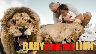Baby touches Lion - Dean Schneider