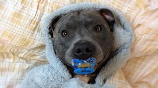 Dogs That Will Melt Your Heart ❤️ Funniest & Cute Moments of 2025
