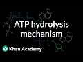 ATP Hydrolysis and Energy Release