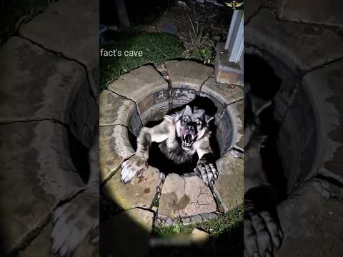 This is the thing that proves how scary nature is #animal #facts