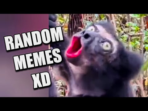 Los Mejores VIDEO MEMES RANDOM #54, Si Te Ries Pierdes, Videos Gracioso De Risa, Momentos XD