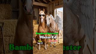 Mister Ed cast then and now 65 Years Later 🐴✨ #MisterEd #ThenAndNow #Nostalgia #ClassicTV