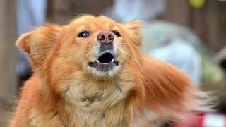 Som de Cachorro Uivando | Som para Fazer seu Cão Uivar muito | PINSCHER FILHOTES