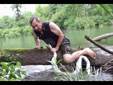 Schlangenkampf am Amazonas
