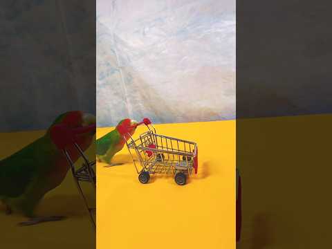 Bird Training:smart lovebird parrot l smart little cute parrot  #training#smartparrot#cute