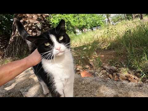 When I played with the kitten, Tuxie the cat got upset and left