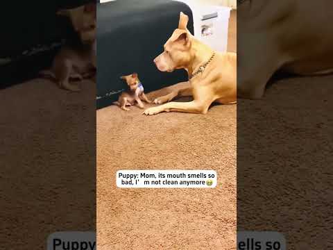 Puppy meet big dogs so awful #shortvideo