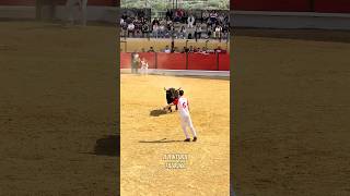 Un Quiebro De Infarto El Que Dio El Joven Canterano Ismael Al Toro Bravo ¡Precioso! #shorts