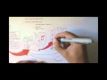 Digestive System Functions and Enzymes