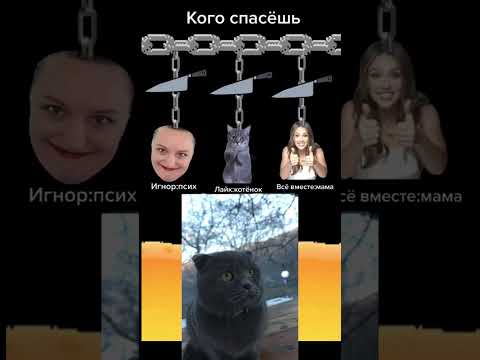 #топ #юмор #кот #мем #врек #байт #shorts