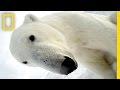 Polar Bear Research and Behavior