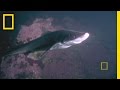 Giant Pacific Octopus and Sharks in an Aquarium