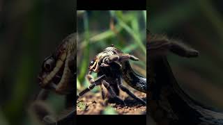 Fastest Snake Attack Ever | Spider Had No Chance