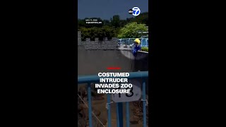 Costumed intruder jumps into Punch the monkey's zoo enclosure