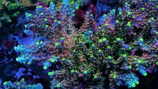 The Hottest Acroporas at Top Shelf Aquatics