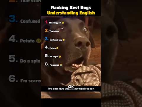 Ranking Best Dogs Understanding English