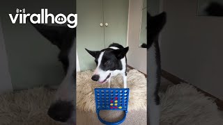 Border Collie Plays Connect Four || ViralHog