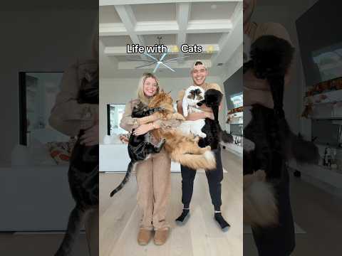 “Life with ✨Cats✨” 🥹❤️ #shorts #couple #funny