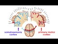Sensorimotor System Concepts