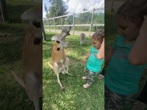 😱OMG The Baby In The POUCH! ❤️ Wanna Meet Our AMAZING #Animals Book NOW at AnimalEDventures.com