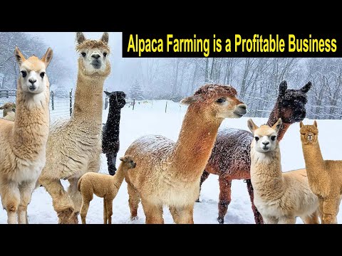 Alpaca Farming - How to Start a Business Alpaca Farm - Smart Farming Business Idea