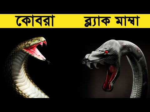 ভুল করেও এদের লড়াইয়ের সময় কাছে যাবেন না/What If Venomous Snake Bites Another Venomous snake