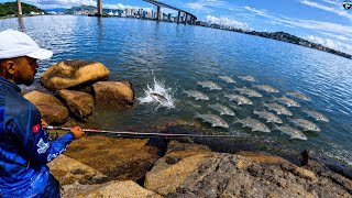 MENOS DE 1 HORA ACERTAMOS o CARDUME DE CORVINA, e FRITAMOS  ALI MESMO