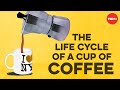 The Journey of Coffee: From Farm to Cup