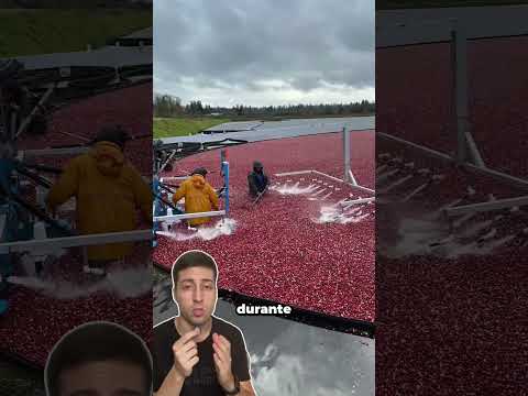 Parte 01 - ELA TÁ EM LUGAR CHEIO DE ARANHAS 🤯 . #viralvideos #curiosidades #aranha #ciencia
