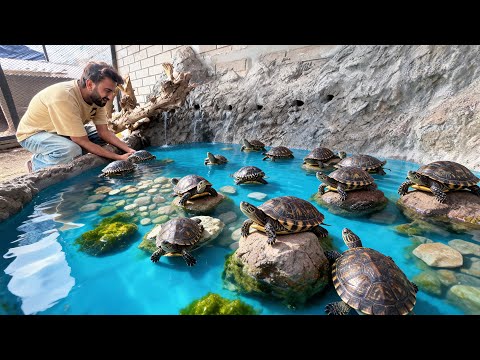 Sab Turtles Ko Fountain Main Azad Kr Diya๐