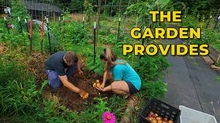 The Garden Provides (digging summer potatoes & making SO much pesto)