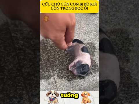 CỨU CHÚ CÚN CON BỊ BỎ RƠI TRONG BỌC ỐI