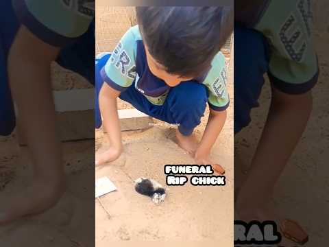 Chick Died 😭 #aseel #chicken #sad #story
