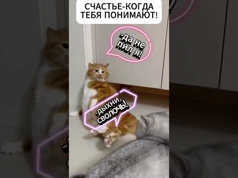 #cat #смехпродлеваетжизнь #юмор