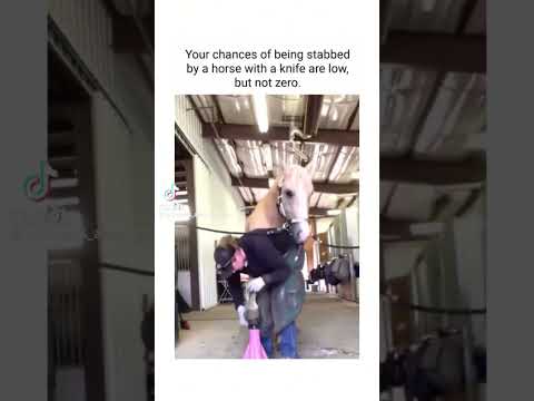 #horse #horseshowlife #horseenthusiast #equestrian #horseplay #horsefan #horselover