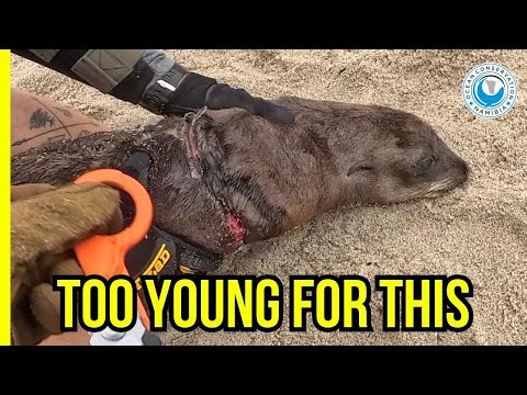 Entangled Before His First Birthday - What Chance Do Seals Have in a Polluted Sea?