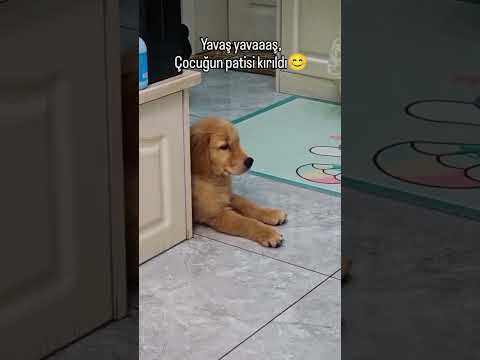 Kırılmış Olabilir mi🥰 #shorts #pati #pet #pets #dog #play #nature #keşfet #reels #viral @endogaltv