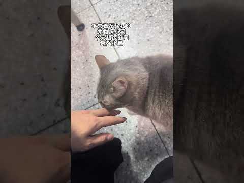 還有沒有不服的小狗? 【宮百萬】#萌寵 #寵物#funny #shorts #萌寵#白虎#宮百萬