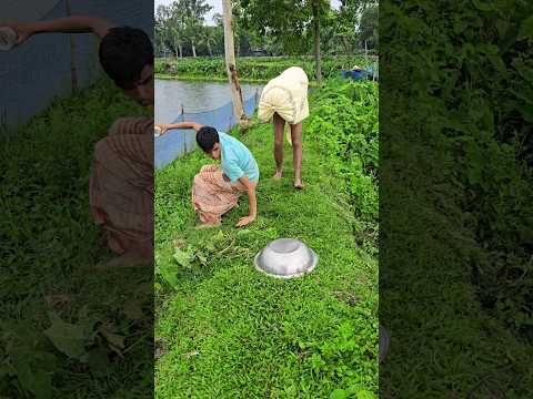 The cow gave a pot.
