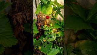 #fotografie #erdbeeren #food #essen #garten #nature #wandern