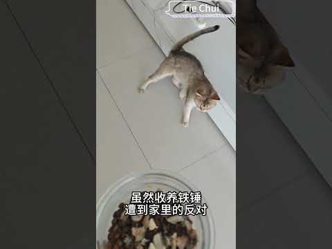 2.渾身污垢的病貓被野狗欺負，在泥地里掙開雙爪掙扎抵抗。A Filthy, Sick Cat, Cornered by Dogs, Struggling Desperately in the Mud.